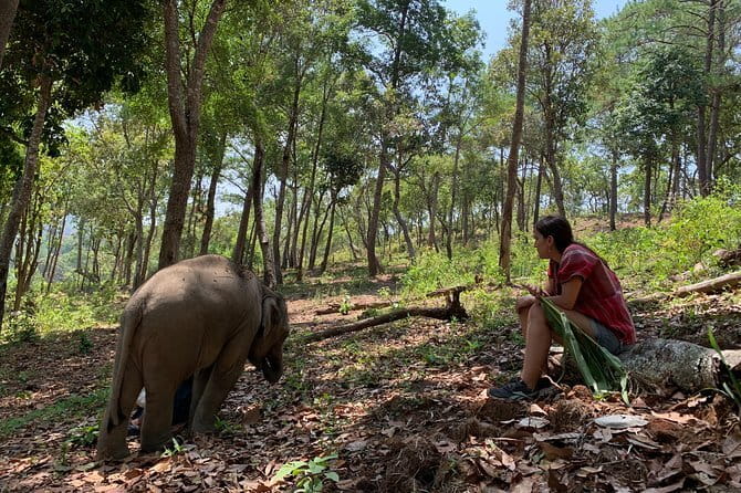 Elephant Sanctuary, Wat Ban Den & Sticky Waterfall - Bua Thong Sticky Waterfall: how the limestone climb is supposed to work