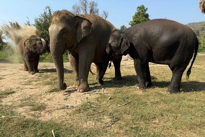 Elephant Sanctuary, Wat Ban Den & Sticky Waterfall - Elephant sanctuary at Pang Maidaeng: close, calm, and built around respect