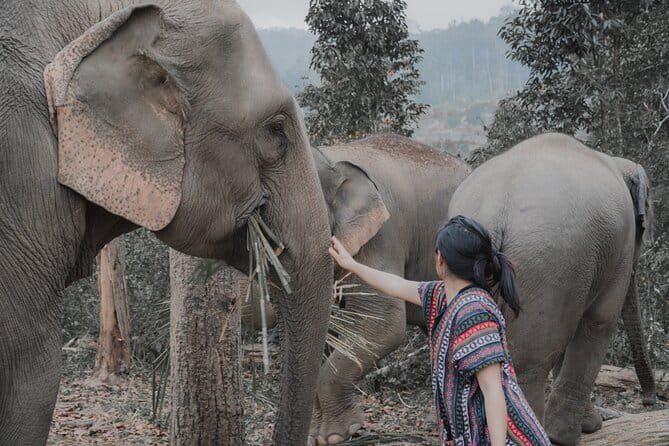 Elephant Sanctuary + Waterfall + Bamboo Rafting One Day Trip - Mae Wang Waterfall: Swim Time at a 20-Meter Single-Tier Cascade