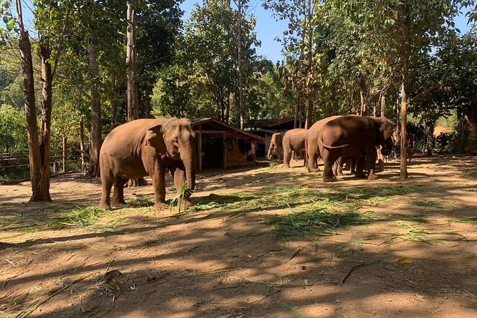 Elephant Sightings , Bamboo Rafting Through The Jungle, Swimming In a Waterfall - Why This Chiang Mai Jungle Combo Works in One 8-Hour Block