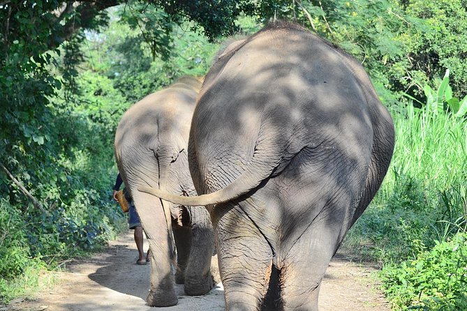 Experience Elephant Sanctuary + Sticky Waterfall - Key things you should know before you go