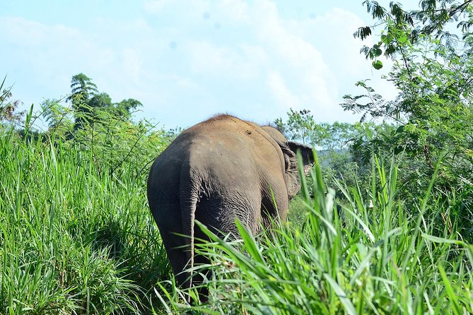 Experience Elephant Sanctuary + Sticky Waterfall - Door-to-door transport in Chiang Mai, without the extra chaos
