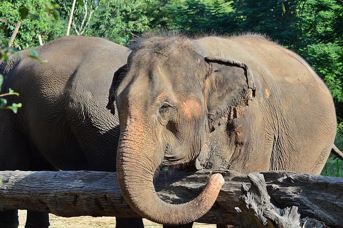 Experience Elephant Sanctuary + Sticky Waterfall - Sticky Waterfall: climb smart, go to the bottom, and expect to get wet