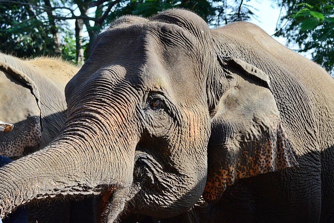 Experience Elephant Sanctuary + Sticky Waterfall - Elephant sanctuary time: rescue stories, outdoor freedom, and hands-on food prep