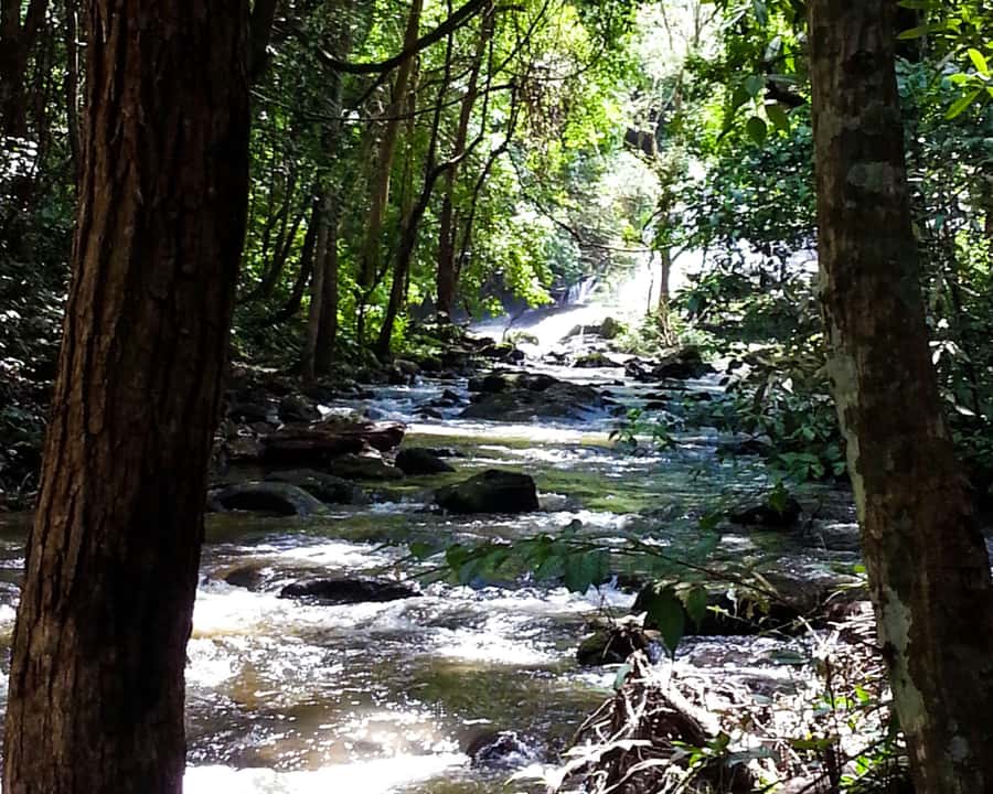 From Chiang Mai: Doi Inthanon National Park Day Trip & Hike - Angka Nature Trail: the rainforest intro that sets the tone