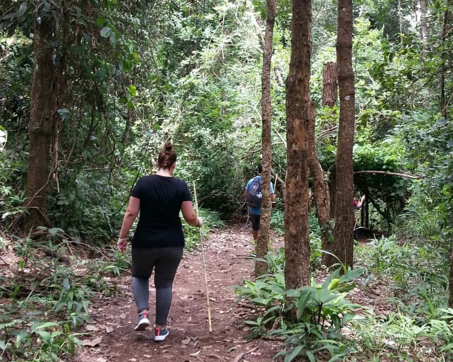 From Chiang Mai: Doi Inthanon National Park Day Trip & Hike - Pha Dok Siew Nature Trail hike: the part you’ll talk about later