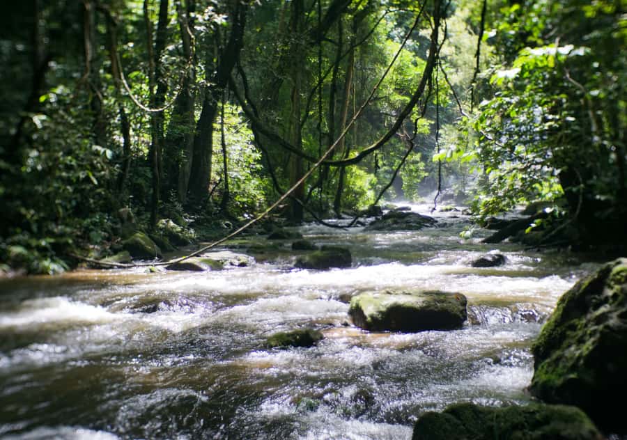 From Chiang Mai: Doi Inthanon National Park Day Trip & Hike - Guide energy makes a bigger difference than you think