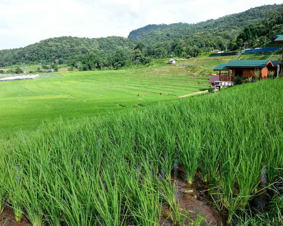 From Chiang Mai: Doi Inthanon National Park Day Trip & Hike - The Chiang Mai pickup and the comfort advantage on mountain roads