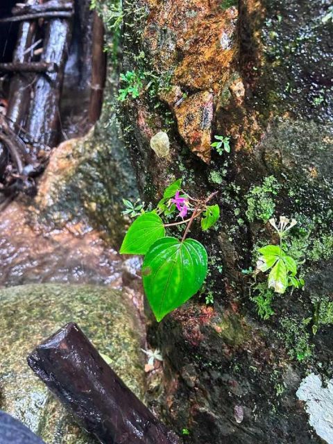 From Chiang Mai: Doi Saket Hiking Tour with Lunch - What to Pack: Shoes, Swimwear, Water, and Insect Repellent