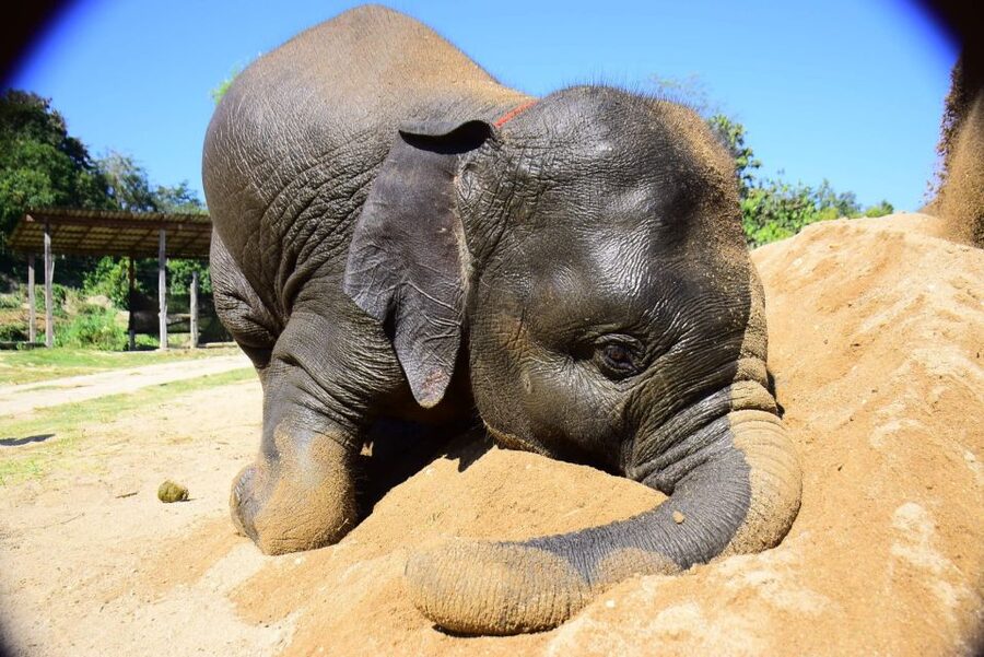 From Chiang Mai: Elephant Care Program and Nursery Tour - Key things that make this Chiang Mai elephant program worth your time