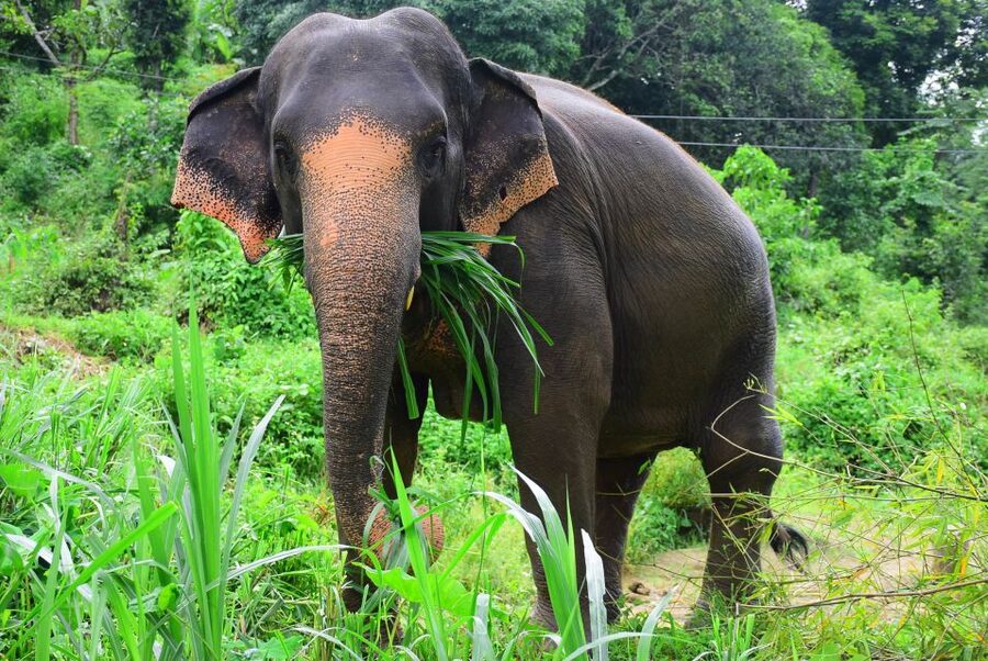 From Chiang Mai: Elephant Care Program and Nursery Tour - Why this Elephant Retirement Park day feels different in Mae Tang