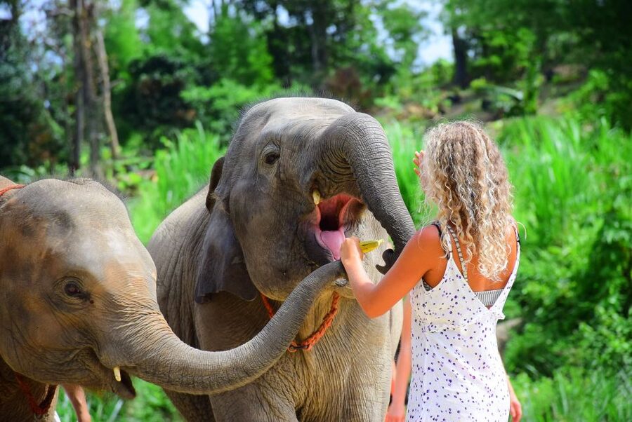 From Chiang Mai: Elephant Care Program and Nursery Tour - Shower time, clean facilities, and how the Thai lunch fits in