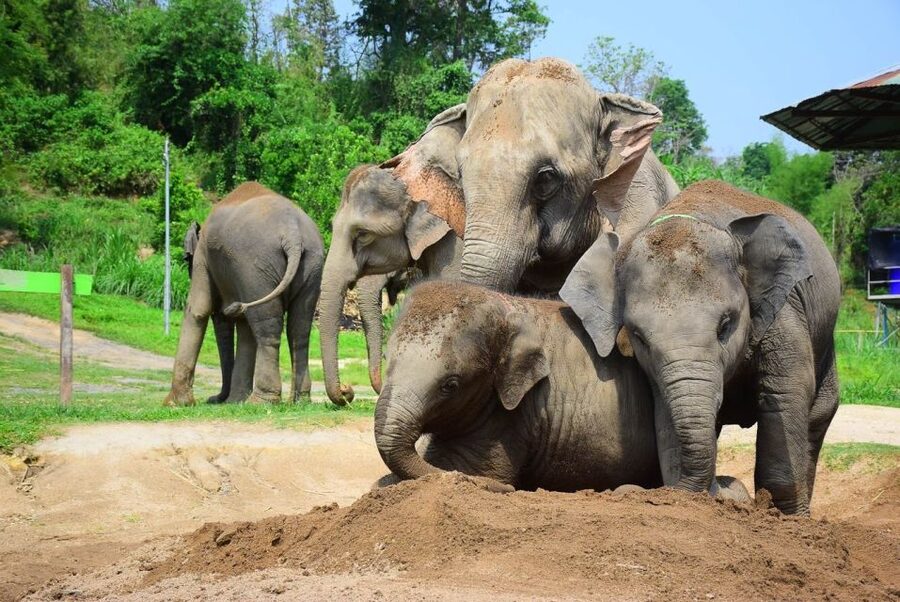 From Chiang Mai: Elephant Care Program and Nursery Tour - Price and value: what $53 really gets you in 5-6 hours