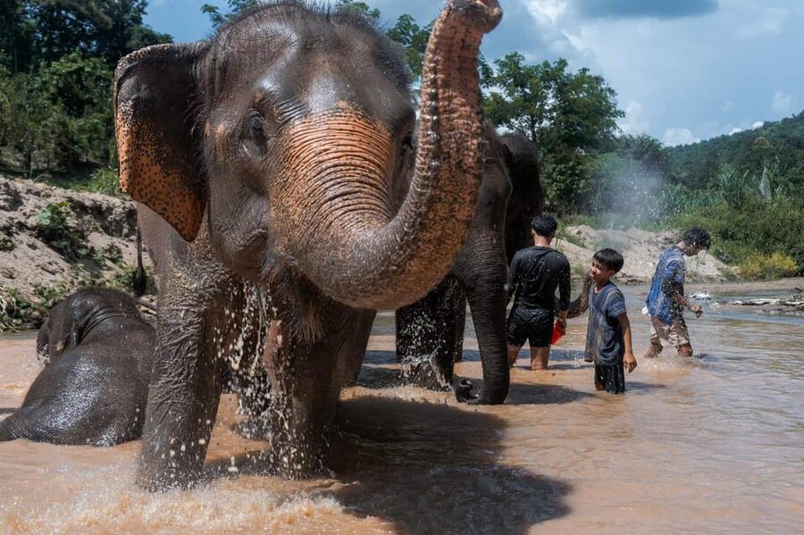 From Chiang Mai: Kerchor Eco Elephant Park Tour - Value math: how $48 stacks up for an elephant day