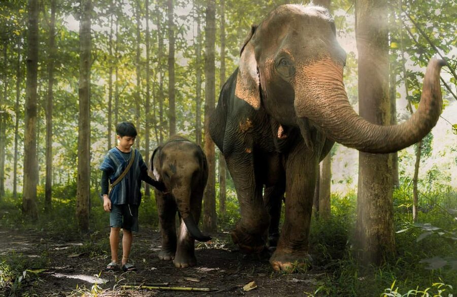 From Chiang Mai: Kerchor Eco Elephant Park Tour - Meeting elephants up close, with photos that feel intentional