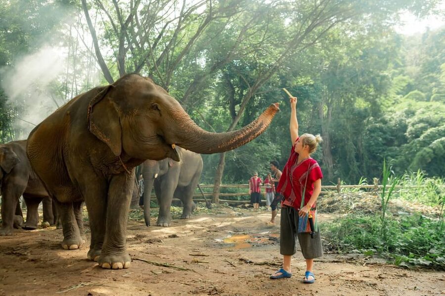 From Chiang Mai: Kerchor Eco Elephant Park Tour - Feeding and walking: how the day turns from viewing into time