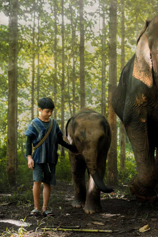 From Chiang Mai: Kerchor Eco Elephant Park Tour - Mud-bath fun: the joyful part that also needs respect