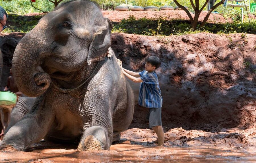 From Chiang Mai: Kerchor Eco Elephant Park Tour - Thai lunch in the park: included, but manage expectations