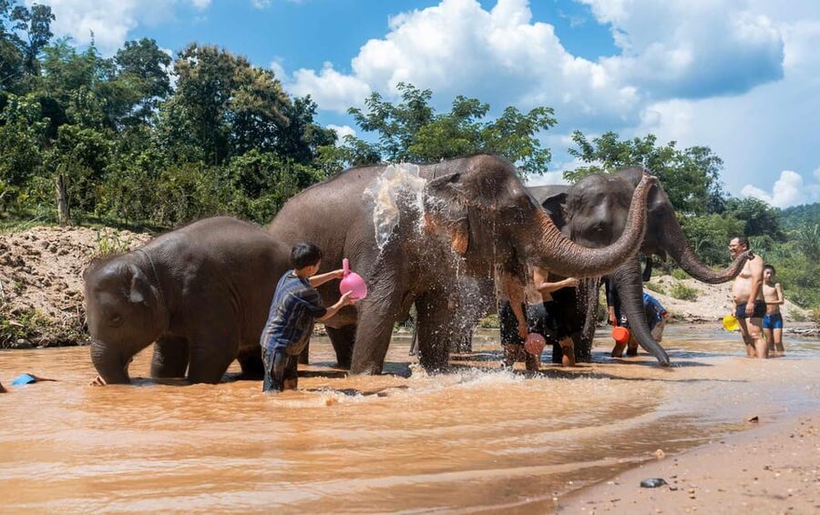 From Chiang Mai: Kerchor Eco Elephant Park Tour - Timing, drivers, and what can change day to day