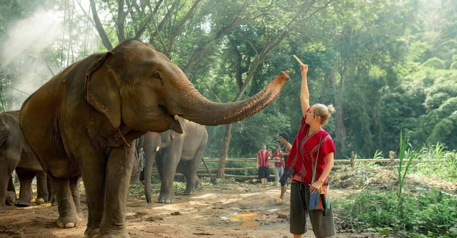 From Chiang Mai: Kerchor Eco Elephant Park Tour - The park briefing: where the eco story actually starts