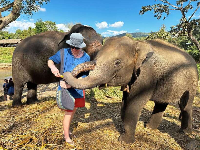 From Chiang Mai: Living Green Elephant Sanctuary Tour - Key things to know before you go