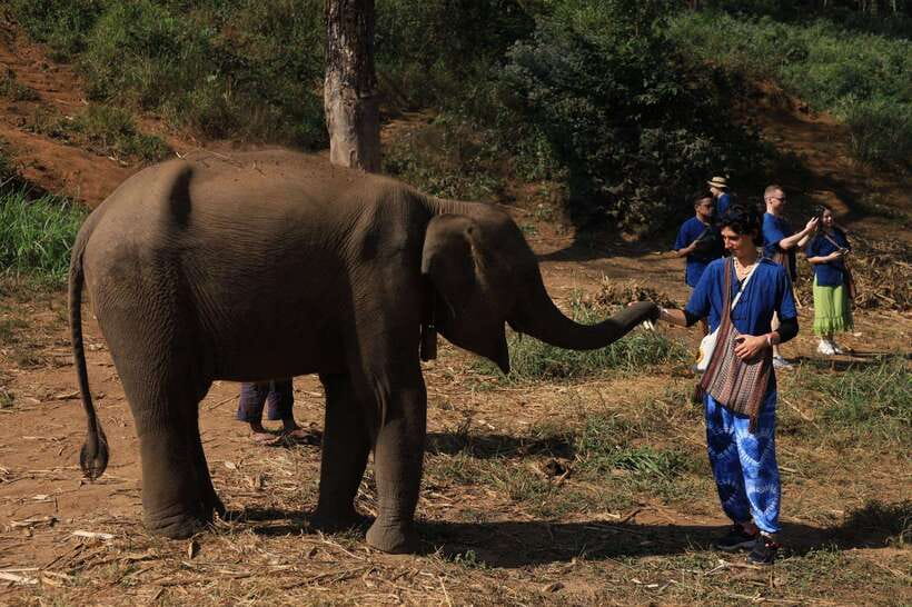 From Chiang Mai: Living Green Elephant Sanctuary Tour - From Chiang Mai Hotel to the Mountains: The Ride and the Welcome