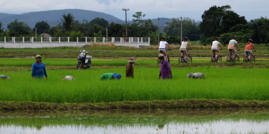 From Chiang Mai: Mae Taeng Valley Hike & Bike Day Trip - What you learn on the trail (plants, customs, and farming clues)
