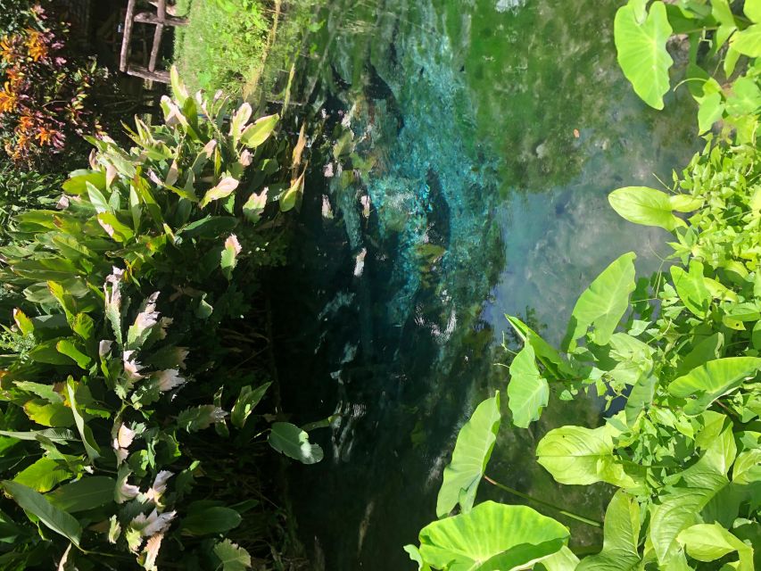 From Chiang Mai: Temples, Sticky Waterfall, and Orchid Farm - Orchid and Butterfly Farm, Where Learning Keeps It Fun