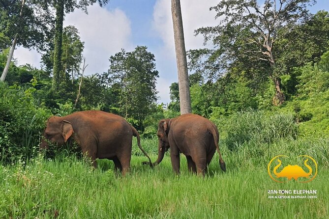 Full Day Experience at Ran-Tong Save & Rescue Elephant Centre - Pickup and Mae Taeng drive, so you plan your day