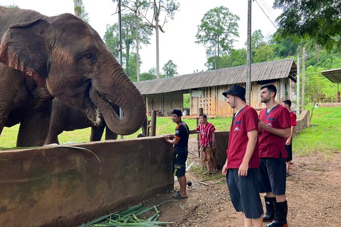 Full Day Experience at Ran-Tong Save & Rescue Elephant Centre - Lunch plus vegan-friendly meal break