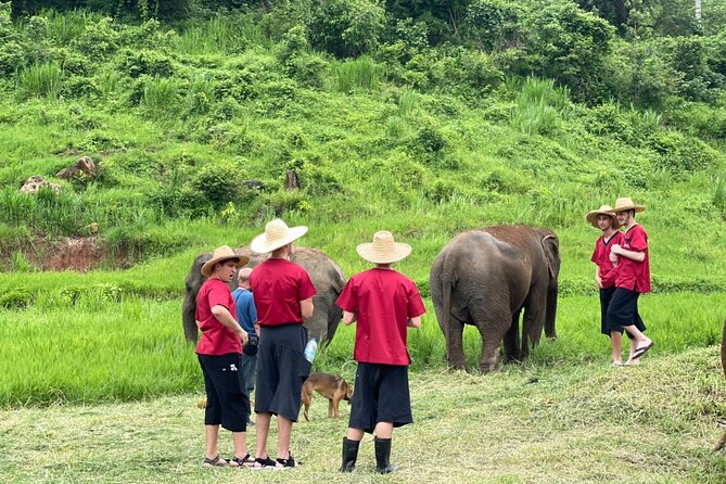 Full Day Experience at Ran-Tong Save & Rescue Elephant Centre - Walking with elephants in their habitat, and what interaction means