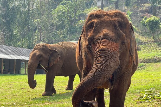 Full Day Experience at Ran-Tong Save & Rescue Elephant Centre - Elephant school start and Mahout Style Karen clothes
