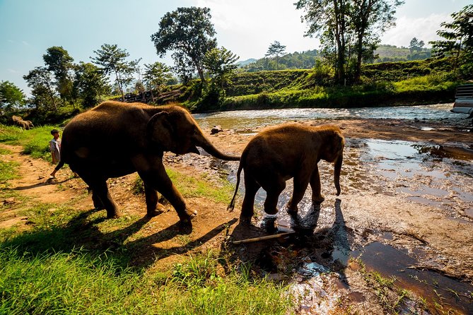 Full-Day Guided Tuk Tuk Chiang Mai Adventure and Rafting - Price and Value: What $193.62 Gets You (and Why It Adds Up)