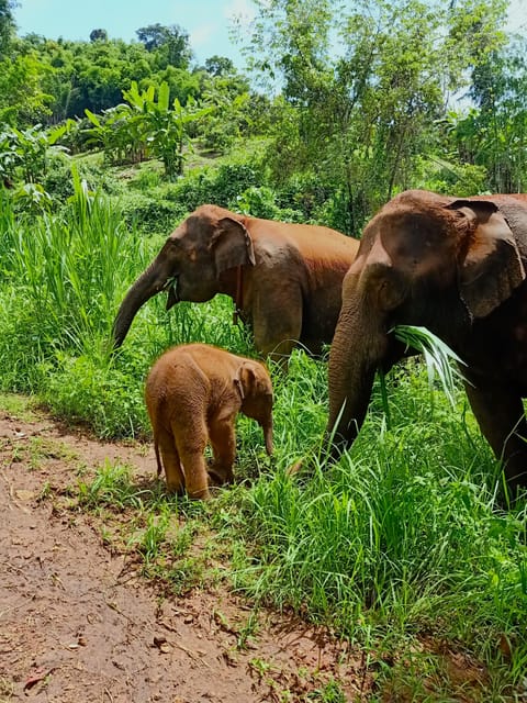 Full-day with CHIANGMAI ELEPHANT CARE and Sticky waterfall - A Full-Day Combo: Elephants in Mae Taeng and Sticky Waterfall