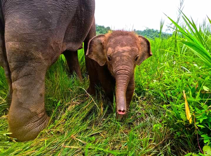 Full-day with CHIANGMAI ELEPHANT CARE and Sticky waterfall - Uniforms, Briefing, and Meeting the Elephant Routine