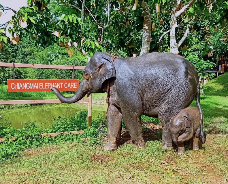 Full-day with CHIANGMAI ELEPHANT CARE and Sticky waterfall - Shower, Home-Cooked Lunch, and Time to Reset