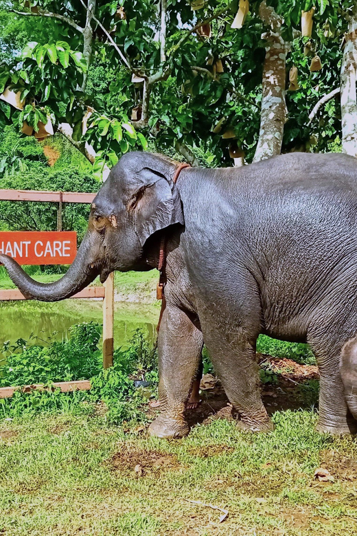 Full-day with CHIANGMAI ELEPHANT CARE and Sticky waterfall - Sticky Waterfall Climb: Limestone Steps, “Sticky” Water, and Getting Your Legs In