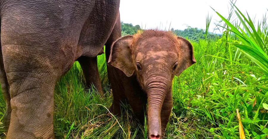 Full-day with CHIANGMAI ELEPHANT CARE and Sticky waterfall - Pickup Windows and How the Day Gets Moving