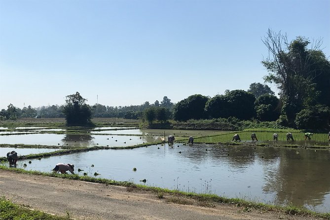 Half-day E-bike Countryside and rice paddies (flat land, GUIDED) - Who should book (and who might skip it)