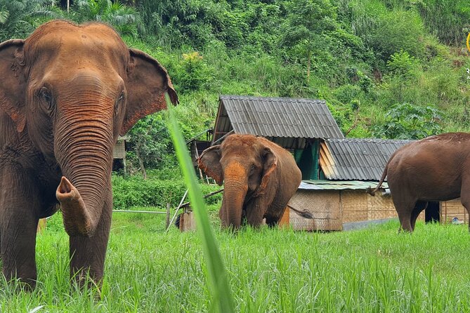 Half-Day Elephant Experience at Rantong - Key things to know before you go
