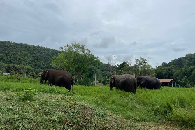 Half-Day Elephant Experience at Rantong - From Chiang Mai pickup to Mahout-style Karen clothes