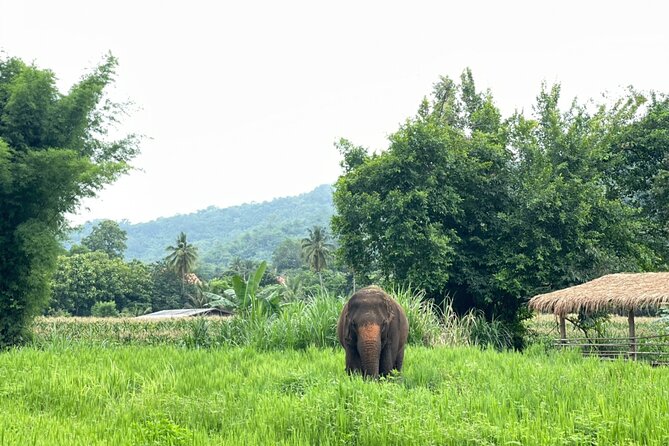 Half-Day Elephant Experience at Rantong - Feeding, walking, and elephant baths in a natural-feeling setting