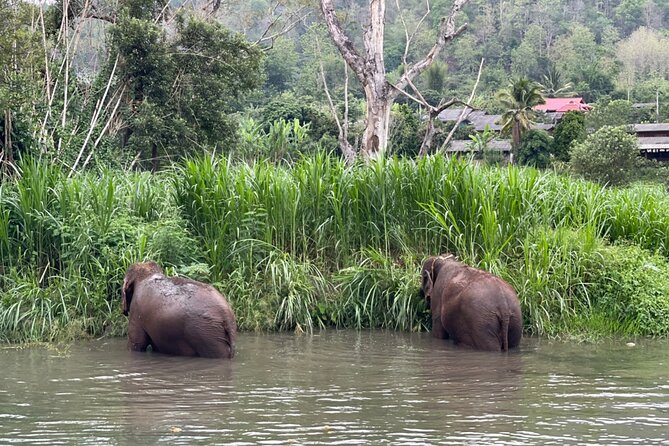 Half-Day Elephant Experience at Rantong - Price and value: is $58.70 a fair deal?