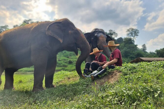 Half-Day Elephant Experience at Rantong - Ethics and how to judge the experience while you’re there