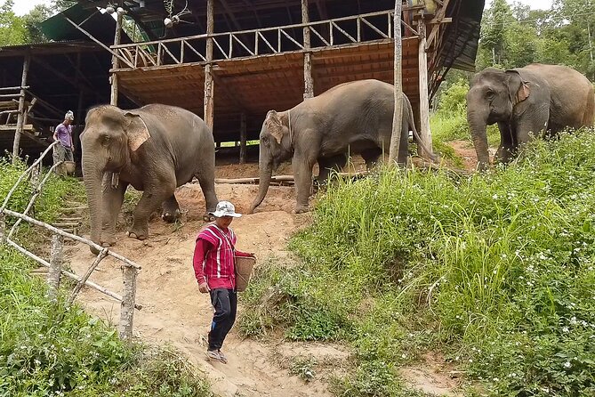 Half Day: Elephant Village Sanctuary - Elephant Village Sanctuary in Chiang Mai: what this half-day really feels like