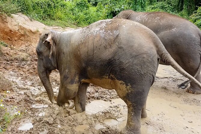 Half Day: Elephant Village Sanctuary - Forest trek, waterfall splash, and the practical reality of jungle walking