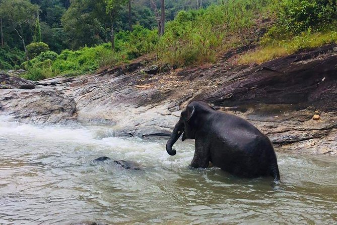 Half day Elephants in Nature Experience (Morning) - The 90-minute drive out of Chiang Mai sets the mood