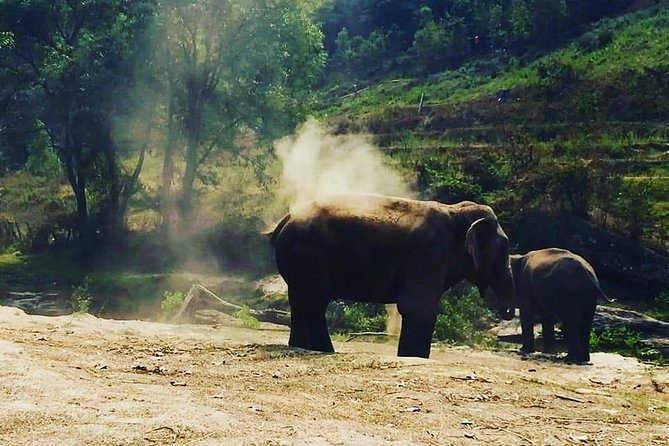 Half day Elephants in Nature Experience (Morning) - Pickup, meeting point, and small-group size that matters