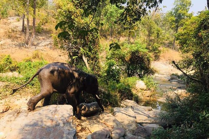 Half day Elephants in Nature Experience (Morning) - Korn’s elephant talk: Thai context plus real care ethics