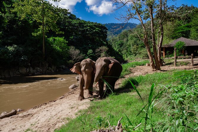 Half Day Visit Smile Elephant Chiang Mai - Key highlights worth planning for